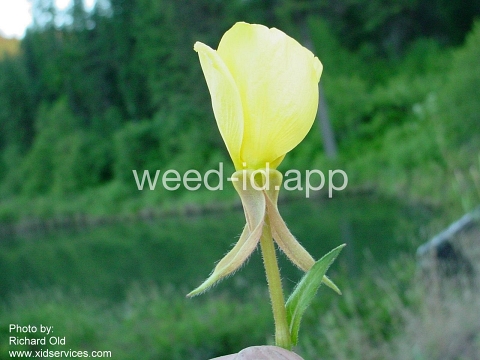 eveningprimrose, silky